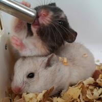 new-hamster-lovers---part-2