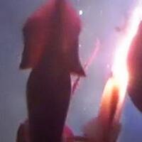 5-hewan-raksasa-fenomenal