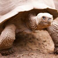 5-hewan-yang-mungkin-memegang-kunci-keabadian