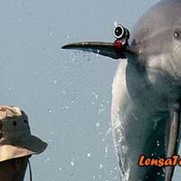 5-hewan-yang-berhasil-dijadikan-pasukan-khusus-militer