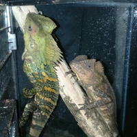 new-reptile-lounge---new-kaskus-------part-4