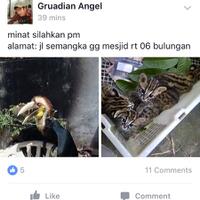 hewan-dilindungi-diniagakan-share-it