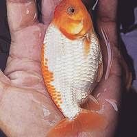 maskoki-ngomongin-semuanya-ttg-maskoki-yuk---part-5