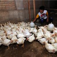 ahok-larang-warga-pelihara-unggas-di-rumah