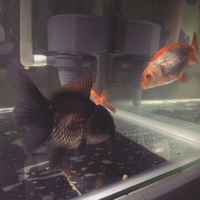 maskoki-ngomongin-semuanya-ttg-maskoki-yuk---part-5