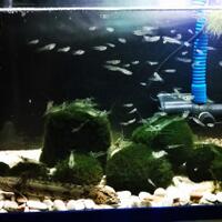 polypterus-aka-palmas-lounge-part-ii-ask-sharing--post-your-bichir-here---part-1