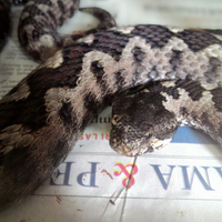 bayu-putra-graph-share-karya-fotografi-jepretan-hp-android-anda