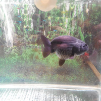 maskoki-ngomongin-semuanya-ttg-maskoki-yuk---part-5