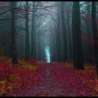 10-hutan-paling-misterius-di-dunia