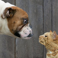 gigitan-kucing-atau-anjing-mana-lebih-bahaya