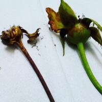 bibit-mawar---rose-seeds-asli