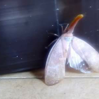 ada-yang-tau-ini-namanya-apa-hewan-aneh-langka