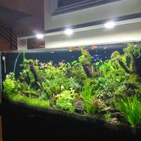 aquascape-for-everyone-learning-and-sharing---part-2