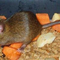 cara-unik-mengusir-tikus-alami-dan-sangat-ampuh