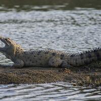 seorang-turis-asal-rusia-tewas-diserang-seekor-buaya-di-raja-ampat