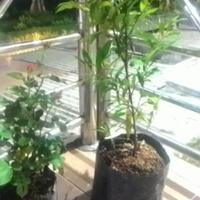 dilarang-bikin-thread-baru-mau-tanya-tentang-tanaman-masuk-sini-saja