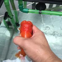 maskoki-ngomongin-semuanya-ttg-maskoki-yuk---part-5