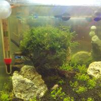 aquascape-for-everyone-learning-and-sharing---part-2