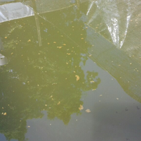 budidaya-ikan-gurami