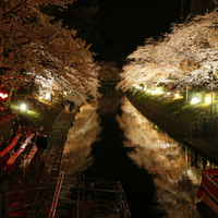 fr-menikmati-indahnya-sakura-bersama-kaskus-in-japan-2016