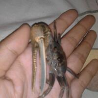 kepiting-uca-fiddler-crab-yang-unik-dan-menawan