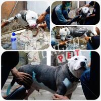 the-american-pitbull-lover039s---part-5