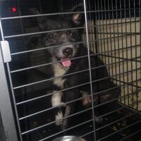 anjing-yang-dituduh-babi-ngepet-terbukti-bukan-babi-ngepet