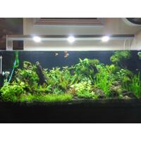 aquascape-for-everyone-learning-and-sharing---part-2