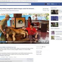 taman-safari-bantah-bius-singa-untuk-swafoto