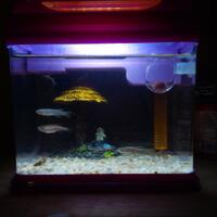 mini-aquarium-lovers-ayoo-masuk