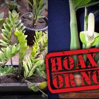 isu-tanaman-dolar-penyebab-leukimia