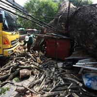 hujan-deras-sejumlah-pohon-tumbang-di-jakarta