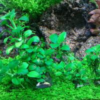 aquascape-for-everyone-learning-and-sharing---part-2