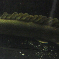 polypterus-aka-palmas-lounge-part-ii-ask-sharing--post-your-bichir-here---part-1
