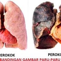 percobaan-sederhana-racun-rokok