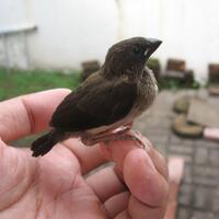 paddock-mini-rc-komunitas-mini-rc-di-indonesia-sejak-2009