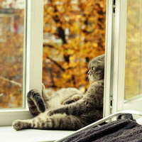 mengintip-hewan-hewan-yg-menikmati-musim-gugur