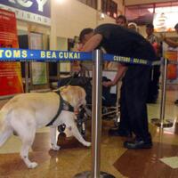 bersandar-pada-anjing-pelacak