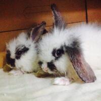 rcc-rabbit-lover---part-3