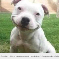 alat-vital-maho-ini-hancur-gara-gara-bercinta-dengan-anjing