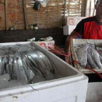 susi-akan-geser-posisi-ekspor-ikan-indonesia-ke-nomor-satu