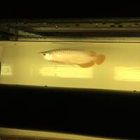 arowana--new-thread----part-1