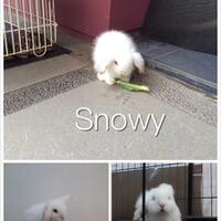 rcc-rabbit-lover---part-3