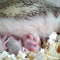 mirip-landak-tapi-bukan-landak