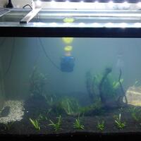 aquascape-for-everyone-learning-and-sharing---part-2