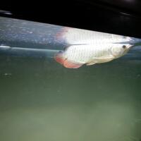 arowana--new-thread----part-1