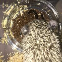 hedgehog-lover-come-in----2nd------part-4