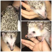 hedgehog-lover-come-in----2nd------part-4