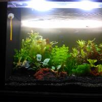 aquascape-for-everyone-learning-and-sharing---part-2