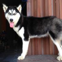 new-siberian-husky-lovers---read-page-1-for-update---part-2